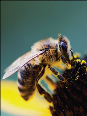 About Raw Cape Honey